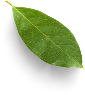 Isolated Cutout PNG